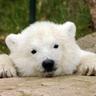 Urso