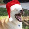 Doge
