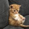 002# KITTY