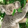 Nikoala