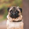 pug