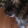 That's A Good Boy Kona