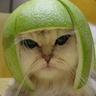 gERM
