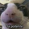 Salchichon