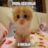айтвистер делюкс
