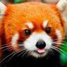 Red Panda