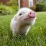 ✪ Piggy