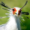 secretary bird