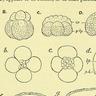 _KeFiRoK_