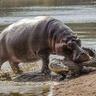 blastedhippo
