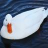 Hora do Pato