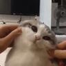 ./cat.sh | storage 1