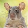 Rat