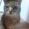 myCatJuno