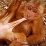 xmonkey