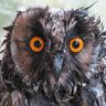 Crazy_Bird