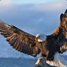 The Eagle