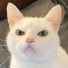 Avid catto