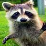 Raccoon