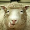 Schapen