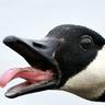 Honkler The llX