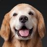 pupylover2934
