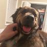 Hopie