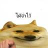 Nut ae