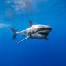 Laughing Shark