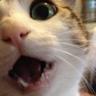 Elderly Cat