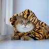 ZaoCaiMeow