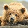 The Bear