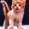 el gato