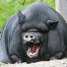 VERY BIG PIG