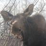 DrunkMoose