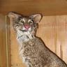 kattknullarn