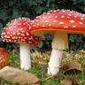 Shroom