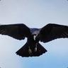 raven