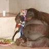 Yo my man monkey holding waifu