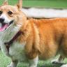 xXCorgiSn1perXx