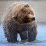 Grizzly