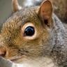 The Squirrel des surfaces