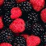 dingleberry