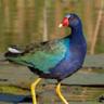 frango-d'água-azul