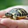 RIP XTURTLE :(
