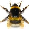 bumblebee