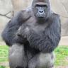 MsUHarambe