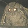 moth