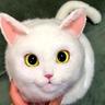 The God Of Cats