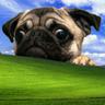CACHORRO